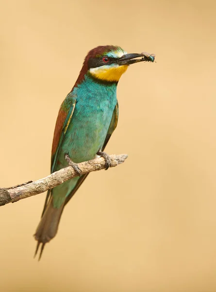 Comedor europeu de abelhas (Merops apiaster) — Fotografia de Stock