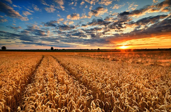 Hermoso atardecer de verano sobre campos — Foto de Stock