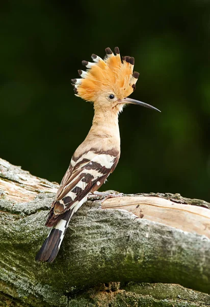 Eurasian Hoopoe or Common hoopoe (Upupa epops) — Stock Photo, Image