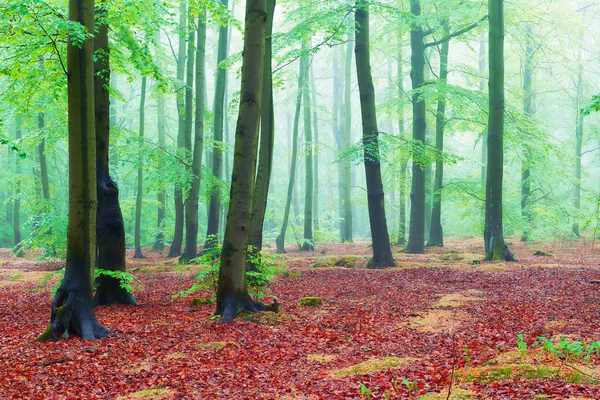 Nebliger Morgen im alten Buchenwald — Stockfoto