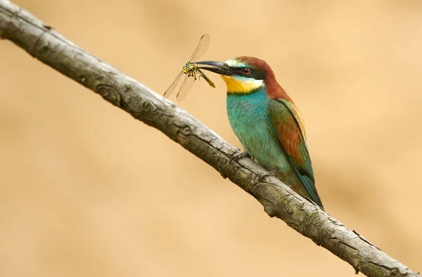 Comedor europeu de abelhas (Merops apiaster) — Fotografia de Stock