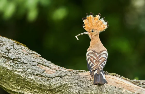 Hoopoe Eurasiático ou Hoopoe Comum (épocas Upupa) — Fotografia de Stock