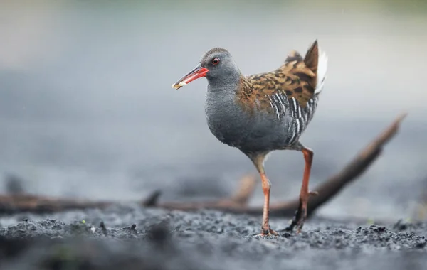 Ferrocarril de agua (Rallus aquaticus) de cerca — Foto de Stock