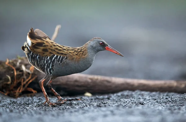 Ferrocarril de agua (Rallus aquaticus) de cerca —  Fotos de Stock