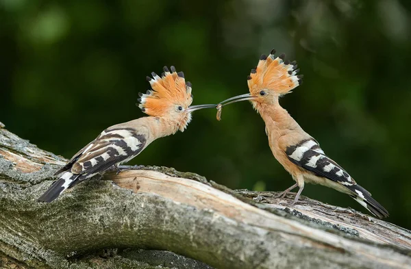 Euraziatische hop of gewone hop (Upupa epops)) — Stockfoto