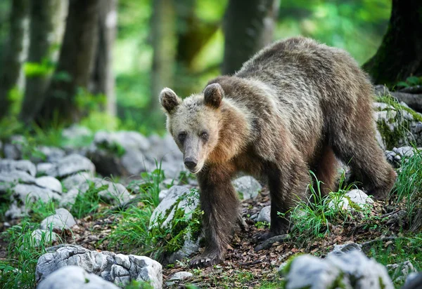 Vadon élő barna medve (Ursus arctos) közelről — Stock Fotó