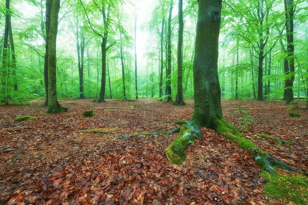 Matin brumeux dans la vieille forêt de hêtres — Photo