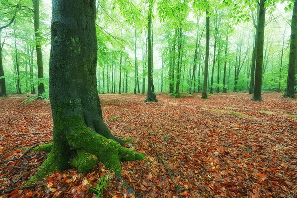 Mlhavé ráno ve starém bukovém lese — Stock fotografie
