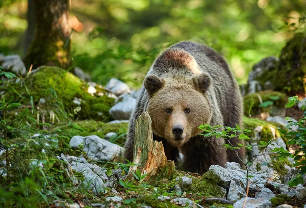 Vadon élő barna medve (Ursus arctos) közelről — Stock Fotó