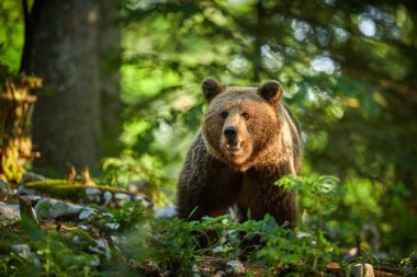 Vahşi kahverengi ayı (Ursus arctos) yakın çekim