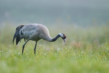 Yaygın vinç kuşu (Grus grus)