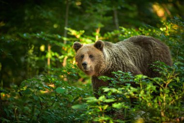 Vahşi kahverengi ayı (Ursus arctos) yakın çekim
