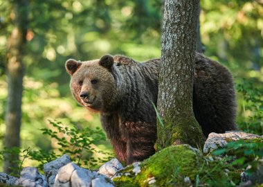 Vahşi kahverengi ayı (Ursus arctos) yakın çekim