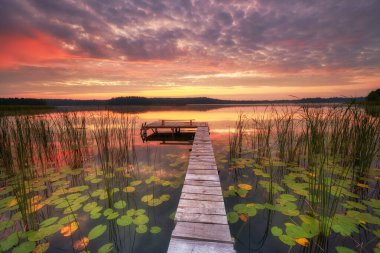 Su zambaklarıyla kaplı gölün üzerinde güzel bir gün doğumu.