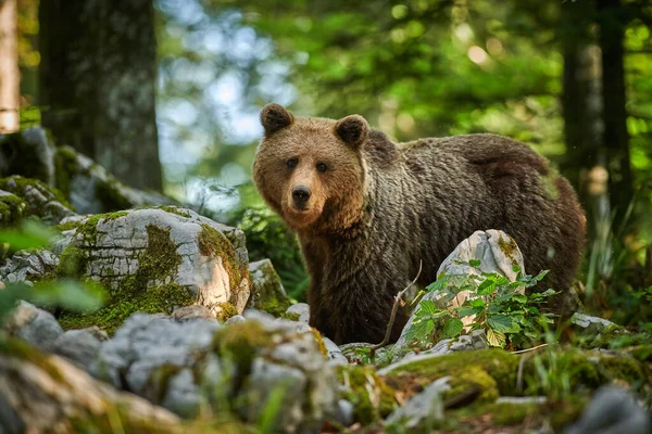 Wild brown bear (Ursus arctos) close up