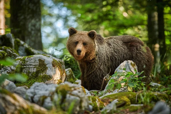 Дикий бурый медведь (Ursus arctos) — стоковое фото
