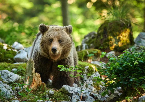 Vadon élő barna medve (Ursus arctos) közelről — Stock Fotó