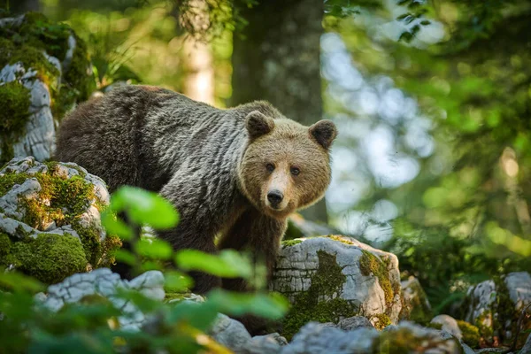 Vahşi kahverengi ayı (Ursus arctos) yakın çekim — Stok fotoğraf