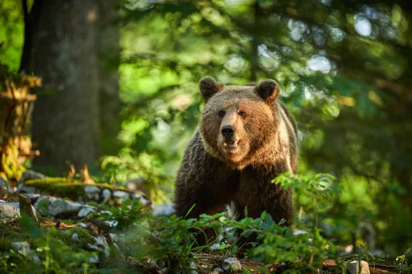 Urso castanho selvagem (Ursus arctos) de perto — Fotografia de Stock