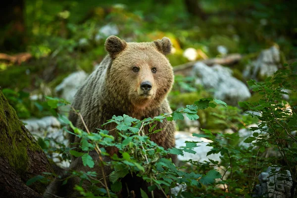 Vadon élő barna medve (Ursus arctos) közelről — Stock Fotó