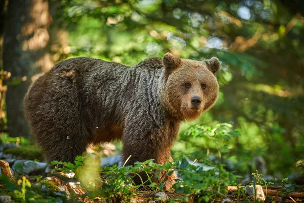 야생 갈색 곰 ( 우르 수스 아크로 토스 ) 이 가까이 있다 — 스톡 사진