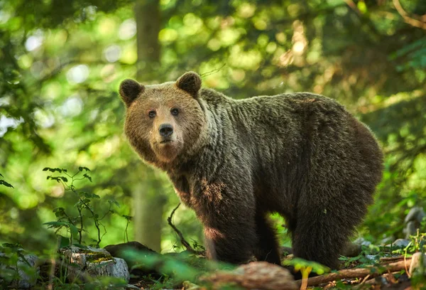 Vadon élő barna medve (Ursus arctos) közelről — Stock Fotó