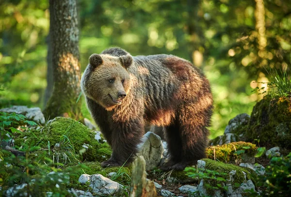 Vadon élő barna medve (Ursus arctos) közelről — Stock Fotó