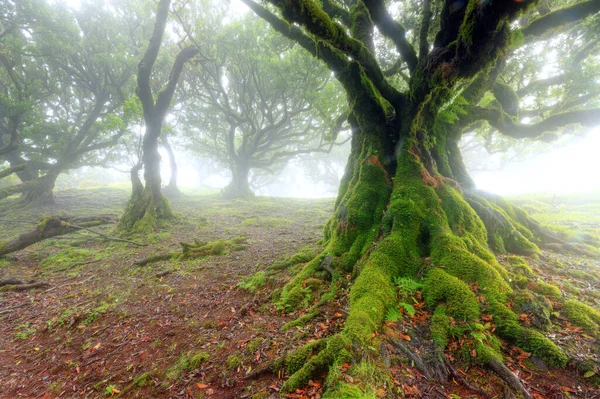 Viejo cedro en el bosque de Fanal - Isla de Madeira. Portugal. — Foto de Stock