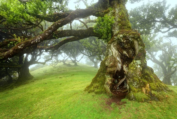 Viejo cedro en el bosque de Fanal - Isla de Madeira. Portugal. —  Fotos de Stock