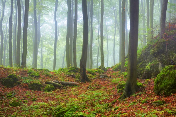 Mlhavé ráno ve starém bukovém lese — Stock fotografie