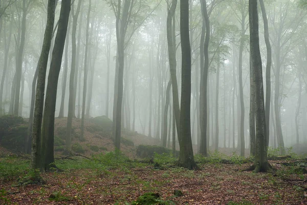 Туманное утро в старом буковом лесу — стоковое фото