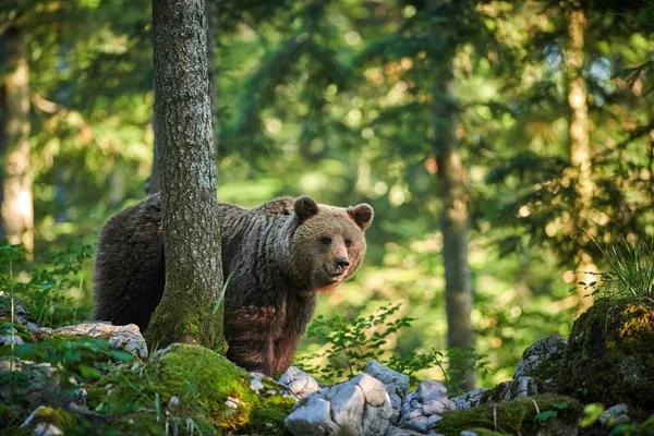 Vadon élő barna medve (Ursus arctos) közelről — Stock Fotó