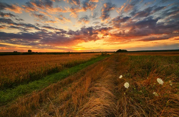 Beautiul sommar landskap över fält — Stockfoto