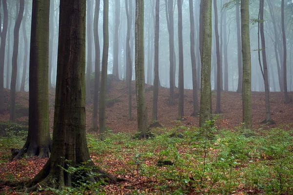 Manhã enevoada na velha floresta de faia — Fotografia de Stock