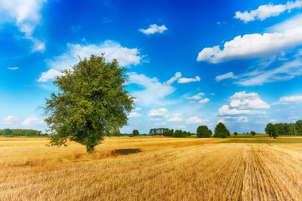 Árbol solitario en los campos sobre el cielo azul nublado —  Fotos de Stock