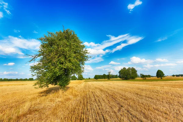 Ensamt träd på fälten över blå molnig himmel — Stockfoto