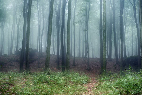 Misty πρωί στο παλιό δάσος οξιάς — Φωτογραφία Αρχείου