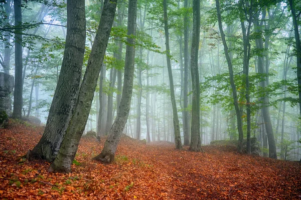 Misty morning in old beech forest — Stock Photo, Image