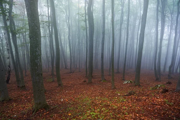 Matin brumeux dans la vieille forêt de hêtres — Photo