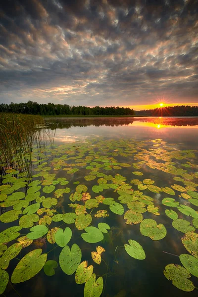 Hermoso amanecer sobre el lago cubierto de lirio de agua —  Fotos de Stock