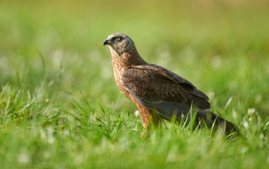 Marsh harrier (Circus aeruginosus) - erkek