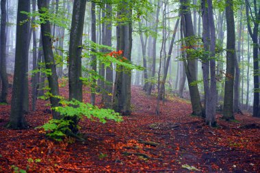 Kayın ormanlarında puslu bir sabah