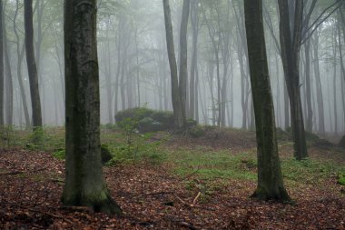 Kayın ormanlarında puslu bir sabah