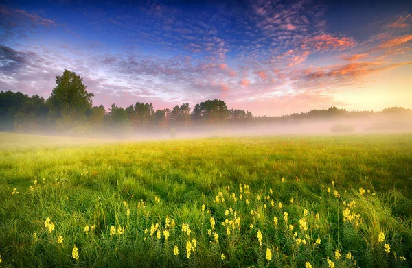 Beautiful summer foggy morning landscape — Stock Photo, Image