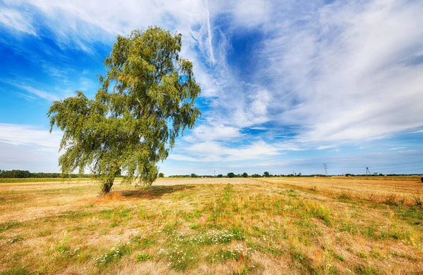 उन्हाळ्यात शेतात सुंदर ढगाळ आकाश — स्टॉक फोटो, इमेज