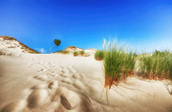 Ökenlandskap, Słowiński national park nära leba Polen — Stockfoto