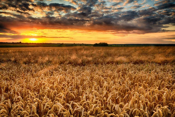 Hermoso amanecer de verano sobre campos de trigo —  Fotos de Stock