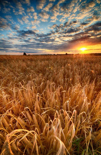 Hermoso amanecer de verano sobre campos de trigo — Foto de Stock