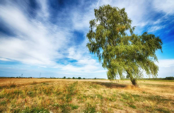 Vacker molnig himmel över sommarfält med ensamt träd — Stockfoto