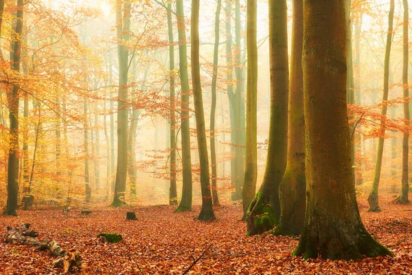 Höst morgon i gammal bokskog — Stockfoto